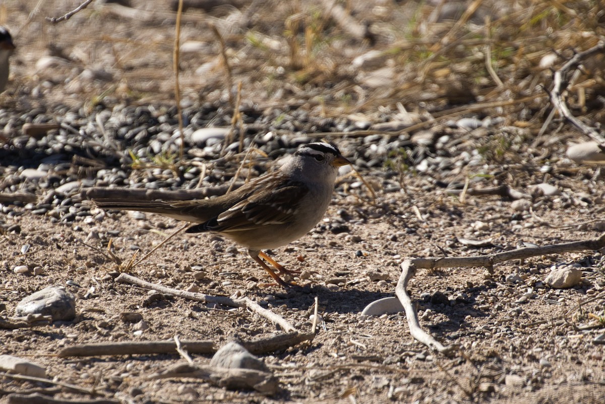 White-crowned Sparrow - ML646619615