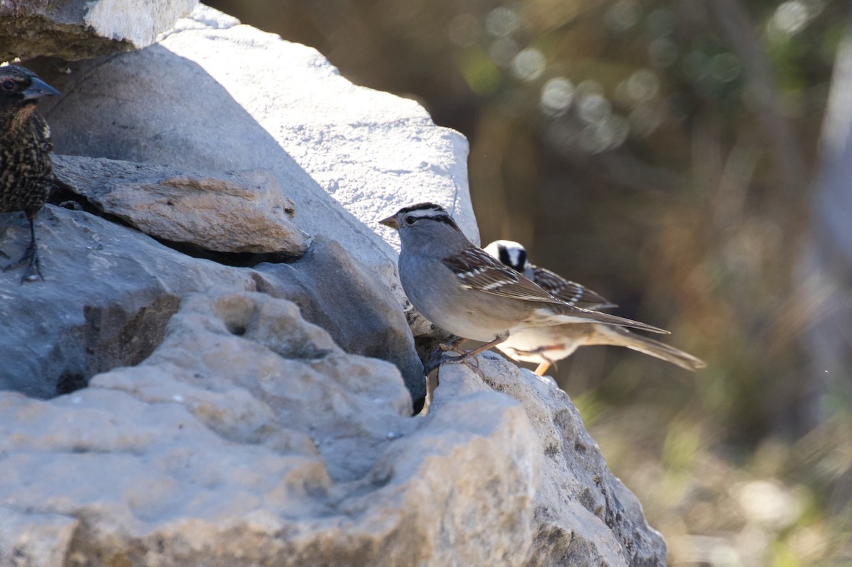 White-crowned Sparrow - ML646619616