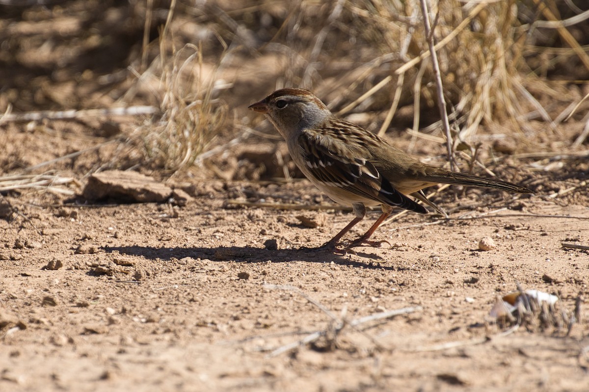 White-crowned Sparrow - ML646619617