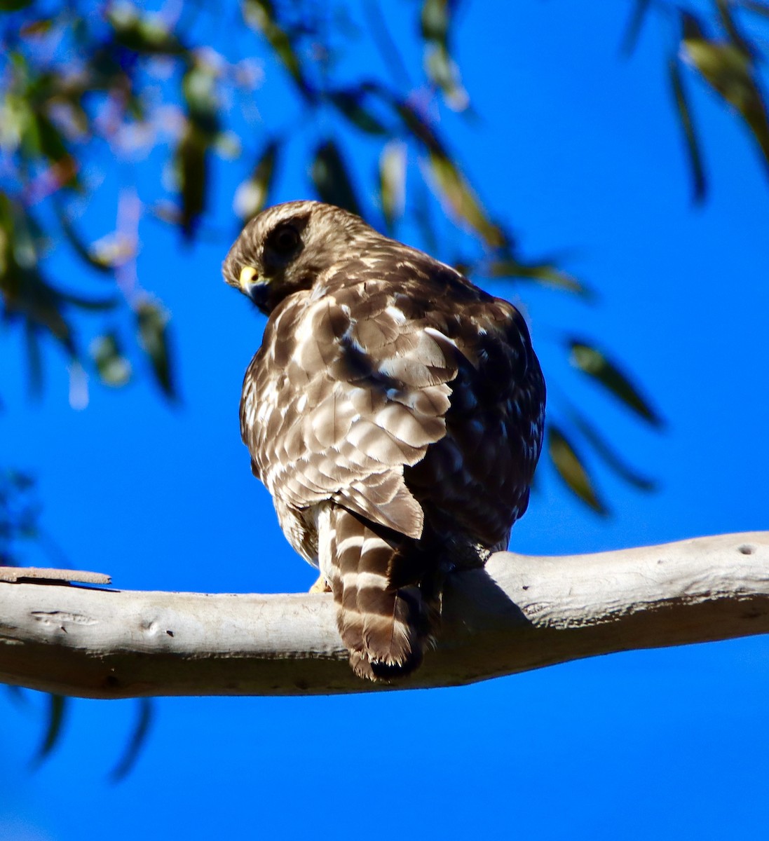 Busardo Pechirrojo - ML646619618