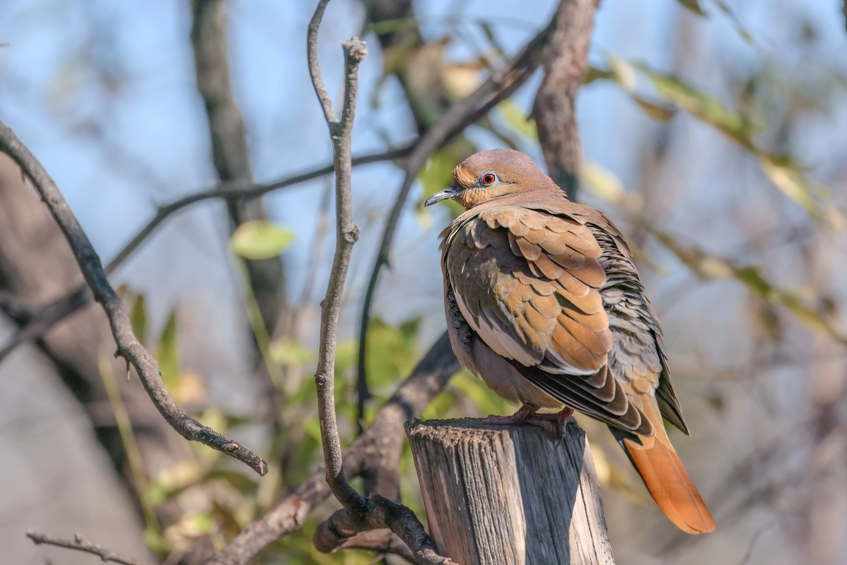 White-crowned Sparrow - ML646619619
