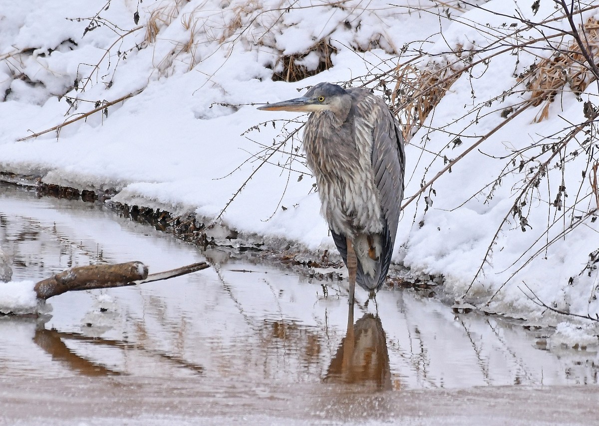 Great Blue Heron - ML646619621