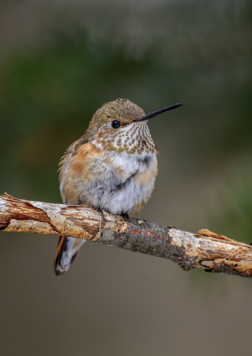 Rufous Hummingbird - ML646619626