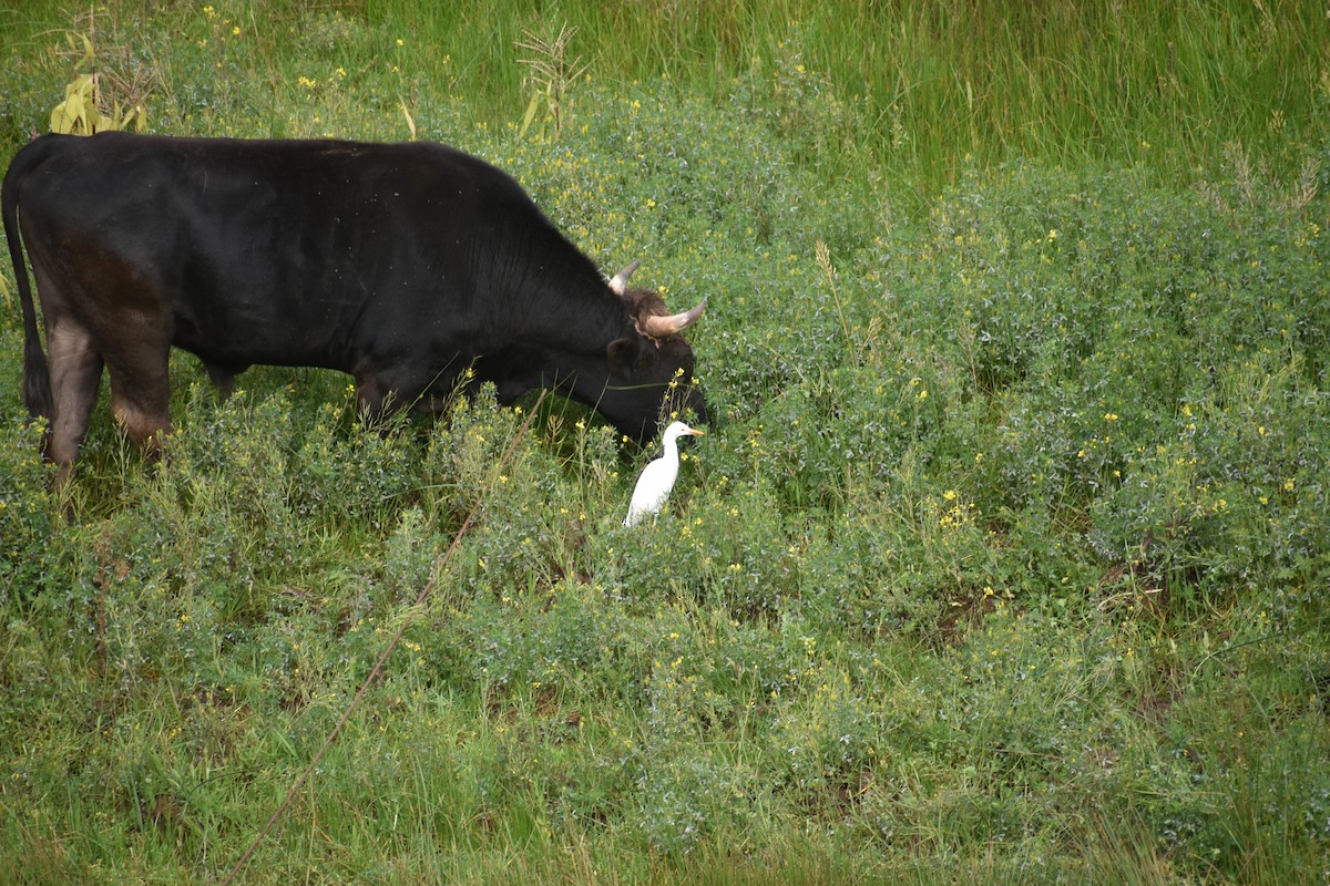 Western Cattle-Egret - ML646619630