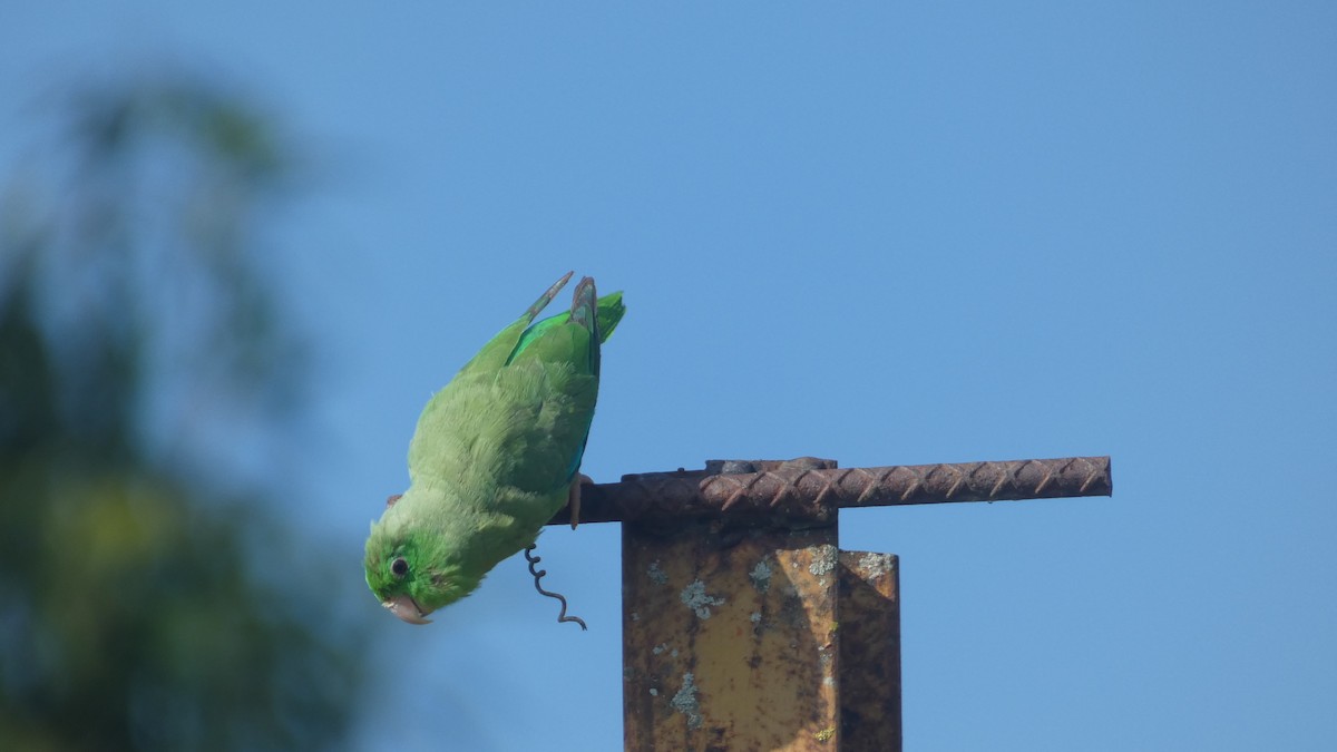 papoušíček vrabčí - ML646619631