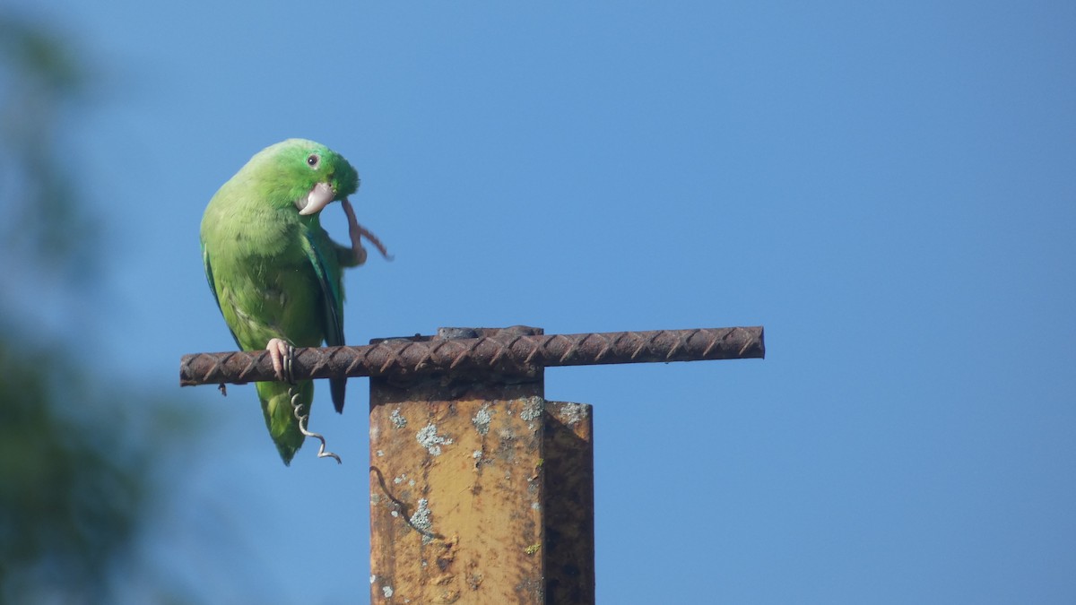 papoušíček vrabčí - ML646619632