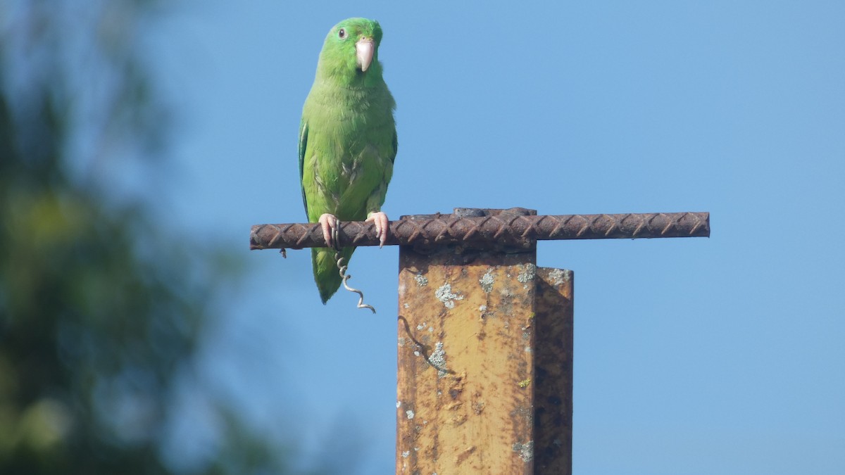 papoušíček vrabčí - ML646619633