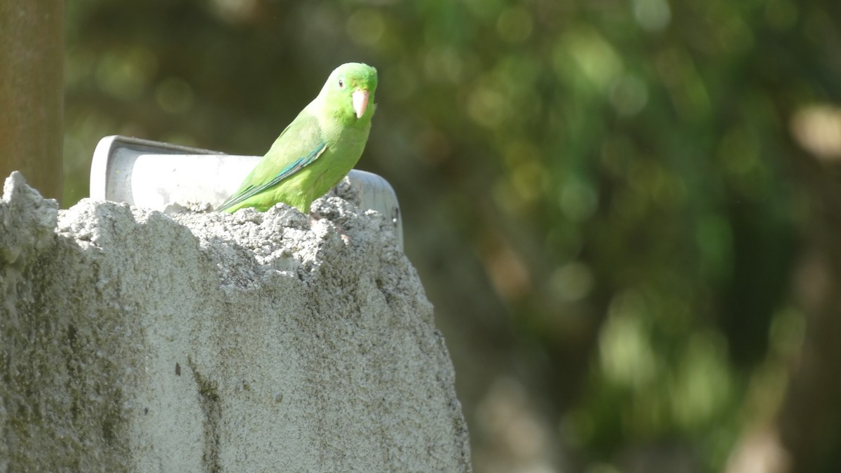 papoušíček vrabčí - ML646619634