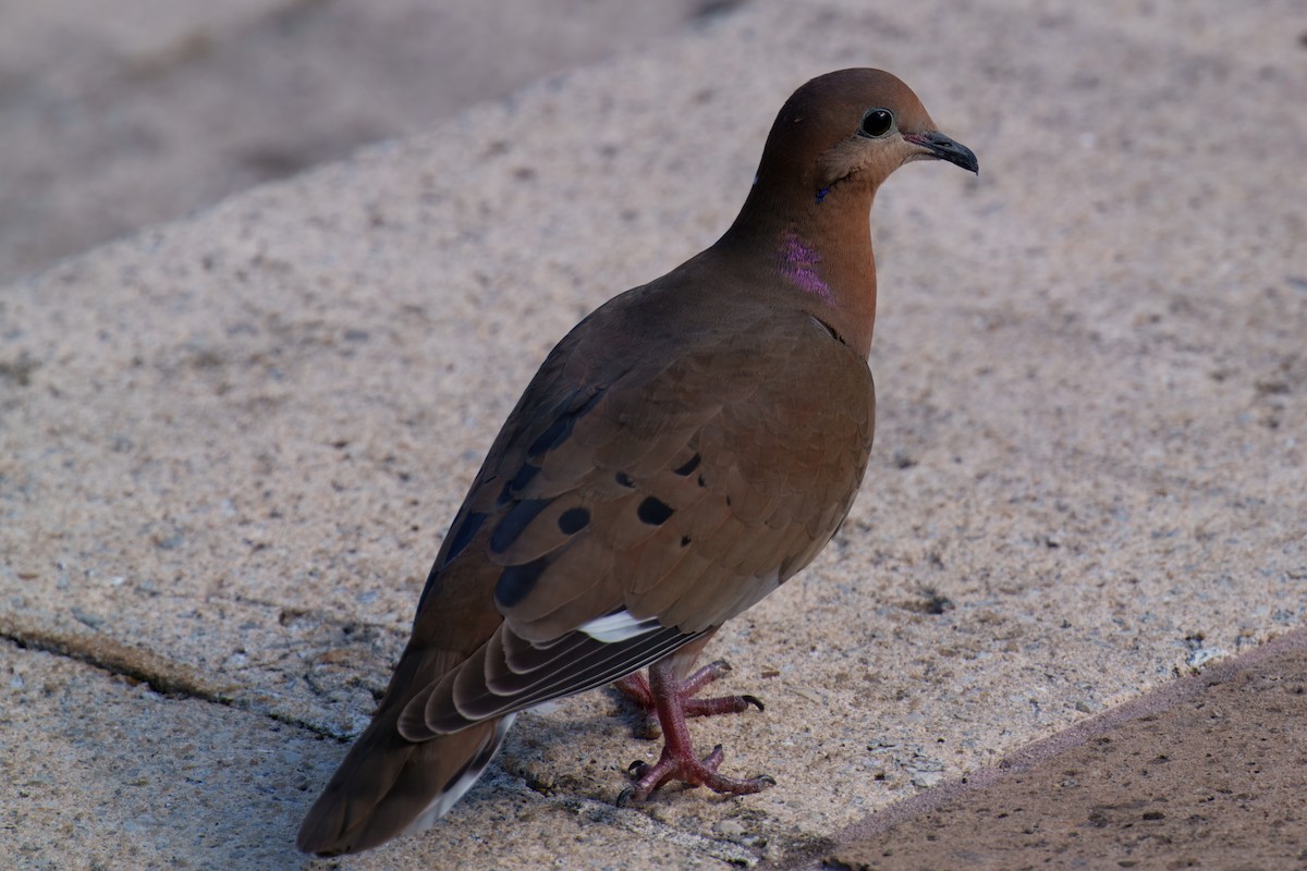 Zenaida Dove - ML646619635