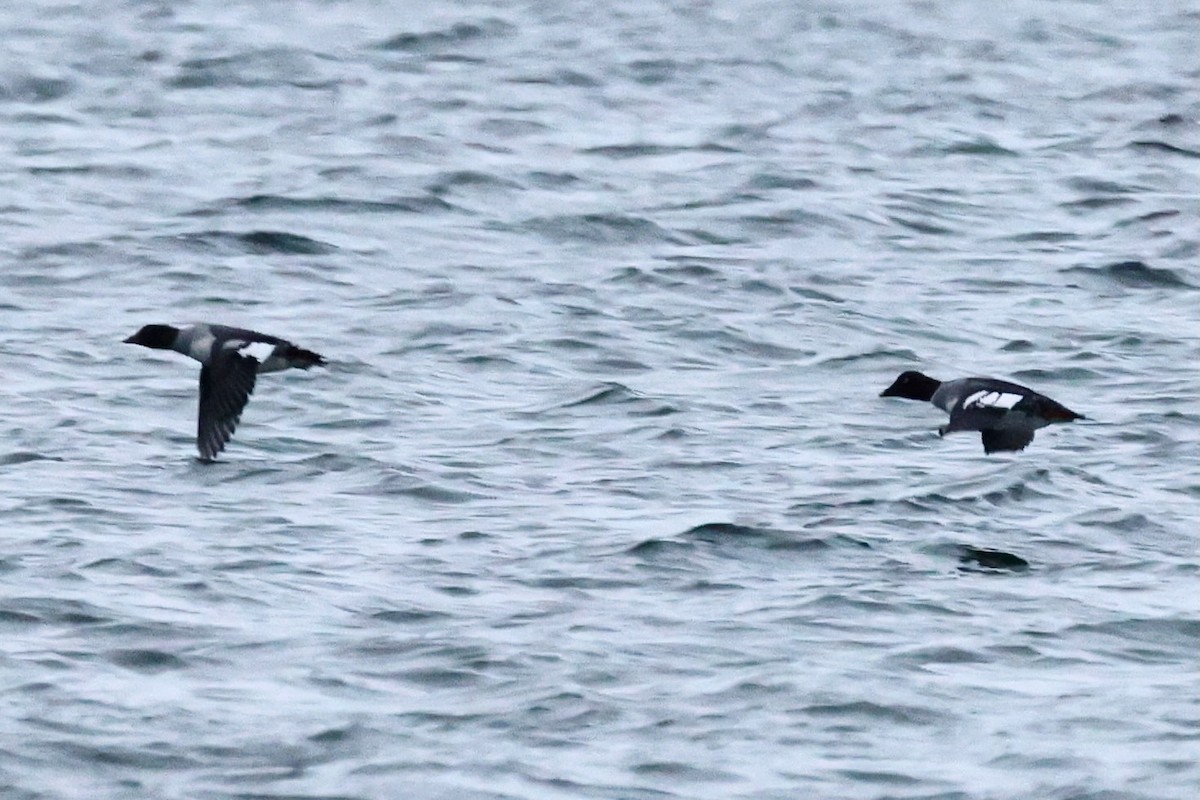 Common Goldeneye - ML646619636