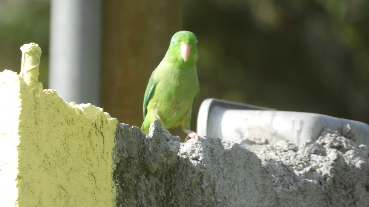 papoušíček vrabčí - ML646619637