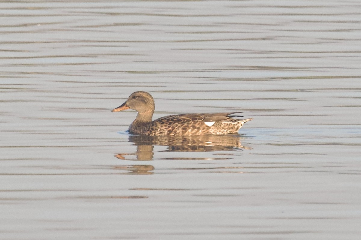 Gadwall - ML646619639