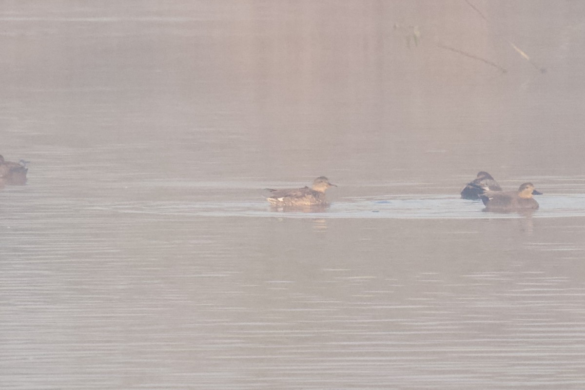 Gadwall - ML646619641