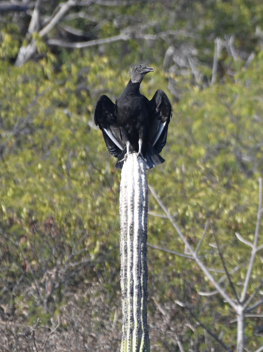 Black Vulture - ML646619642