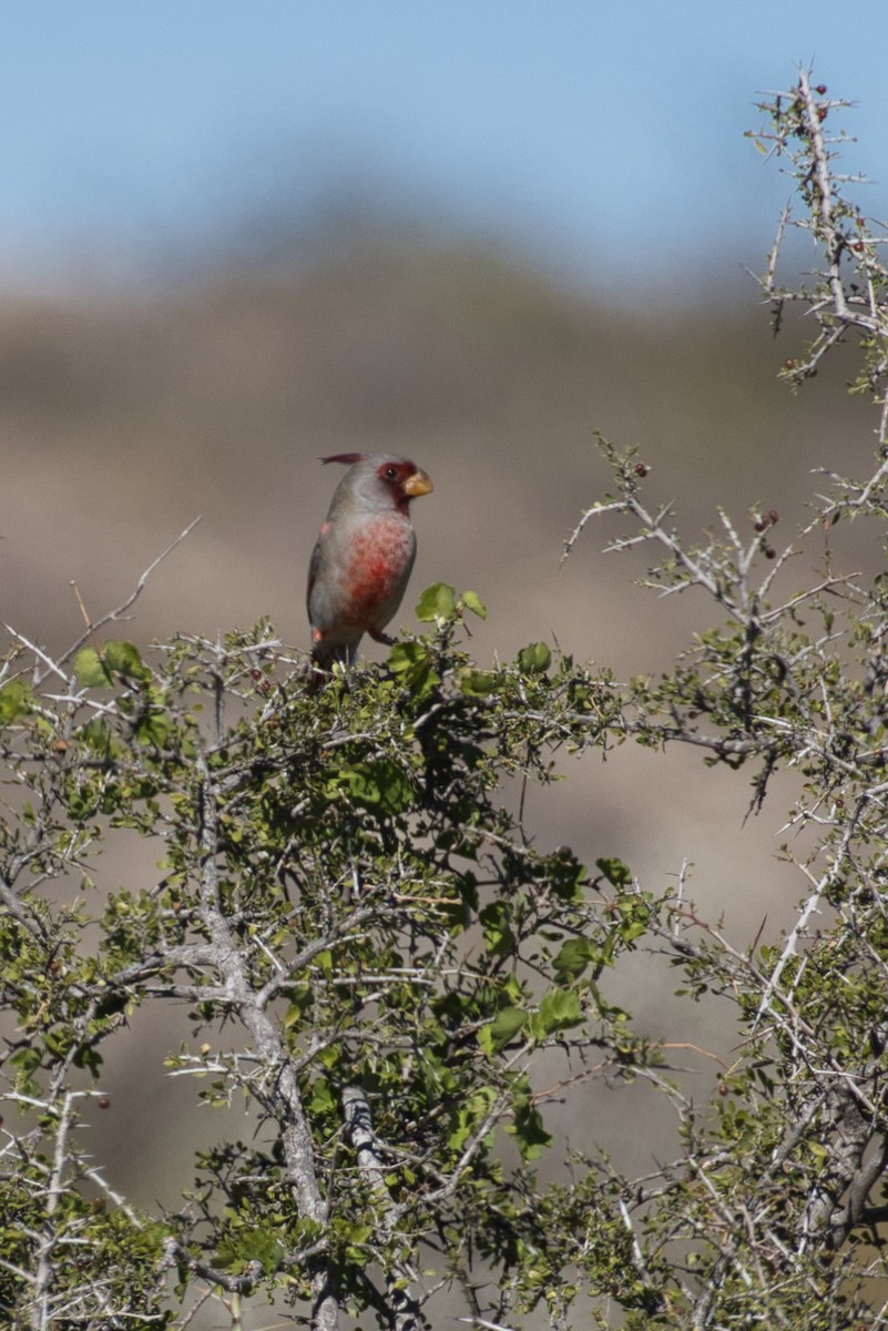 Pyrrhuloxia - ML646619643