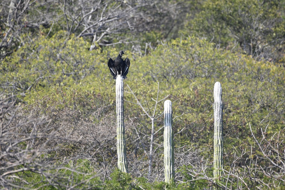 Black Vulture - ML646619645