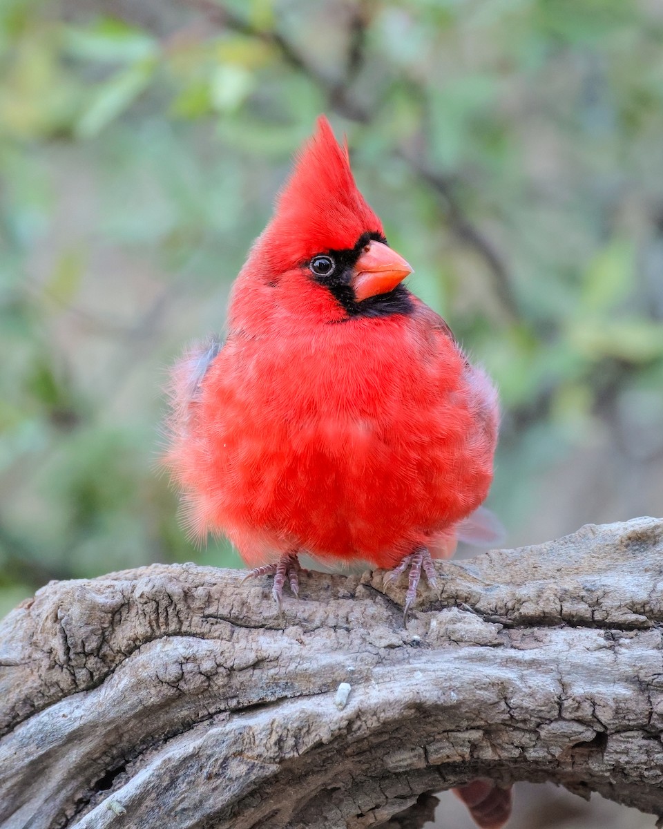 Northern Cardinal - ML646619647