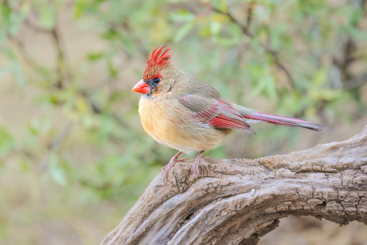 Northern Cardinal - ML646619648
