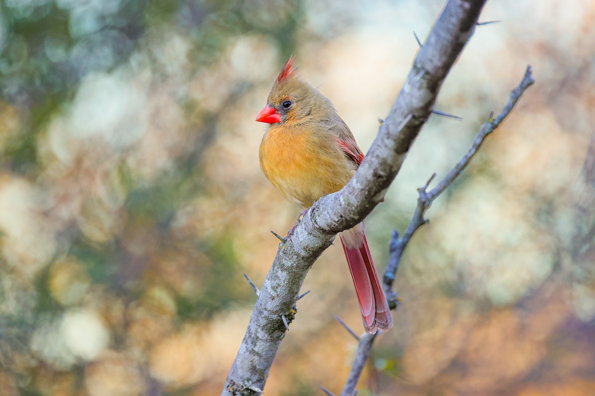 Northern Cardinal - ML646619649