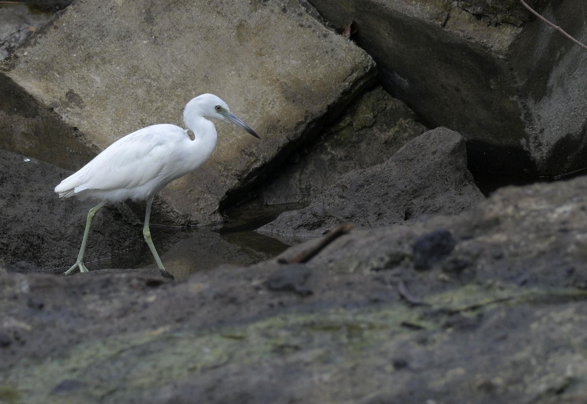 Little Blue Heron - ML646619650