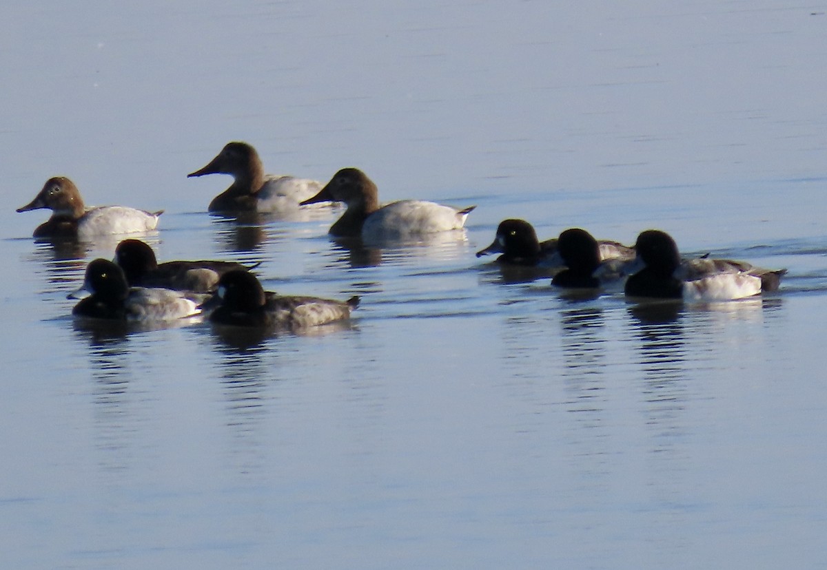 Bergente - ML646619651