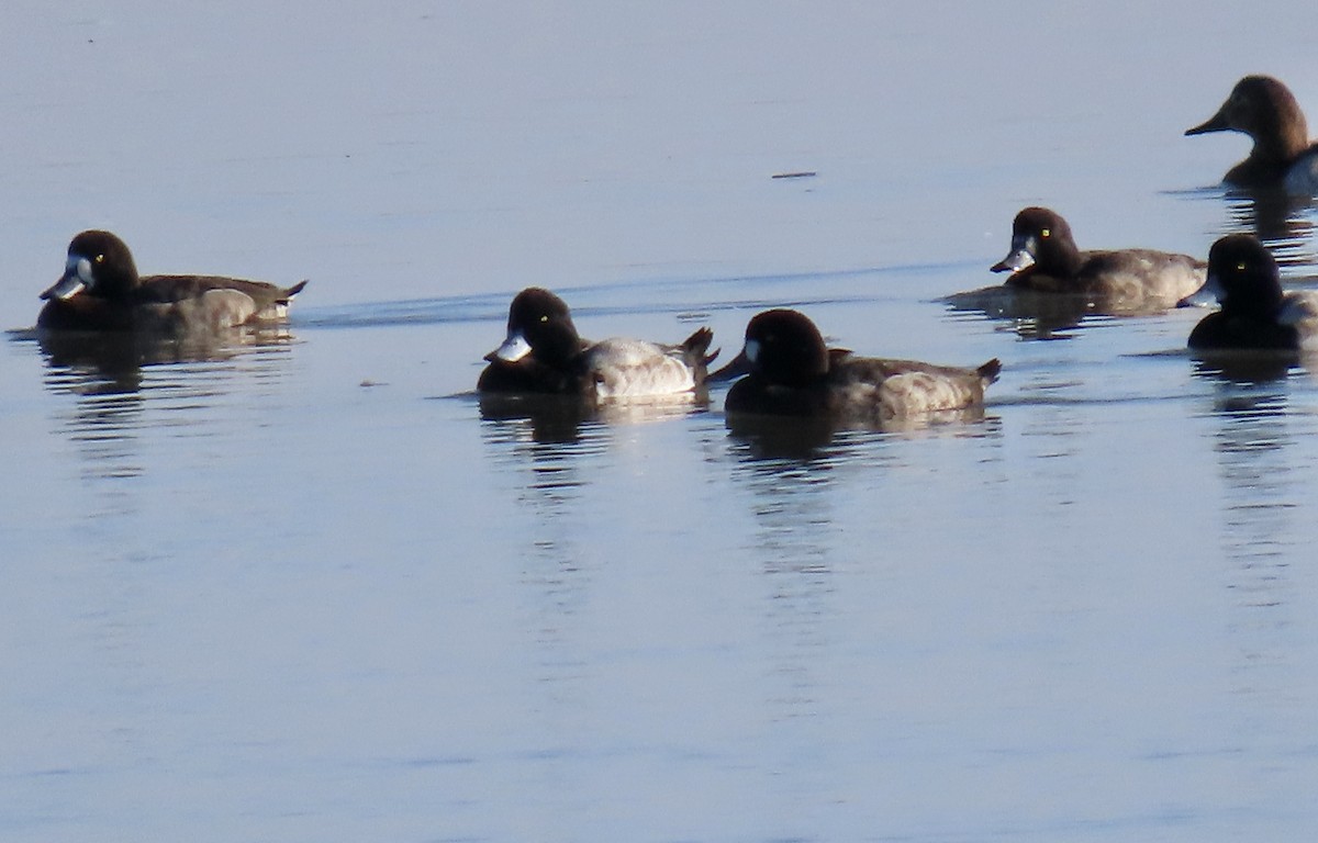 Bergente - ML646619652