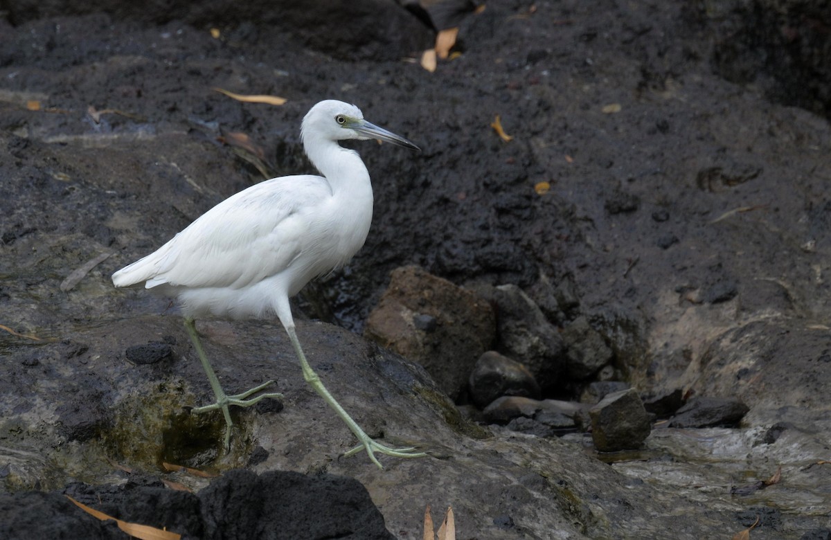 Little Blue Heron - ML646619654