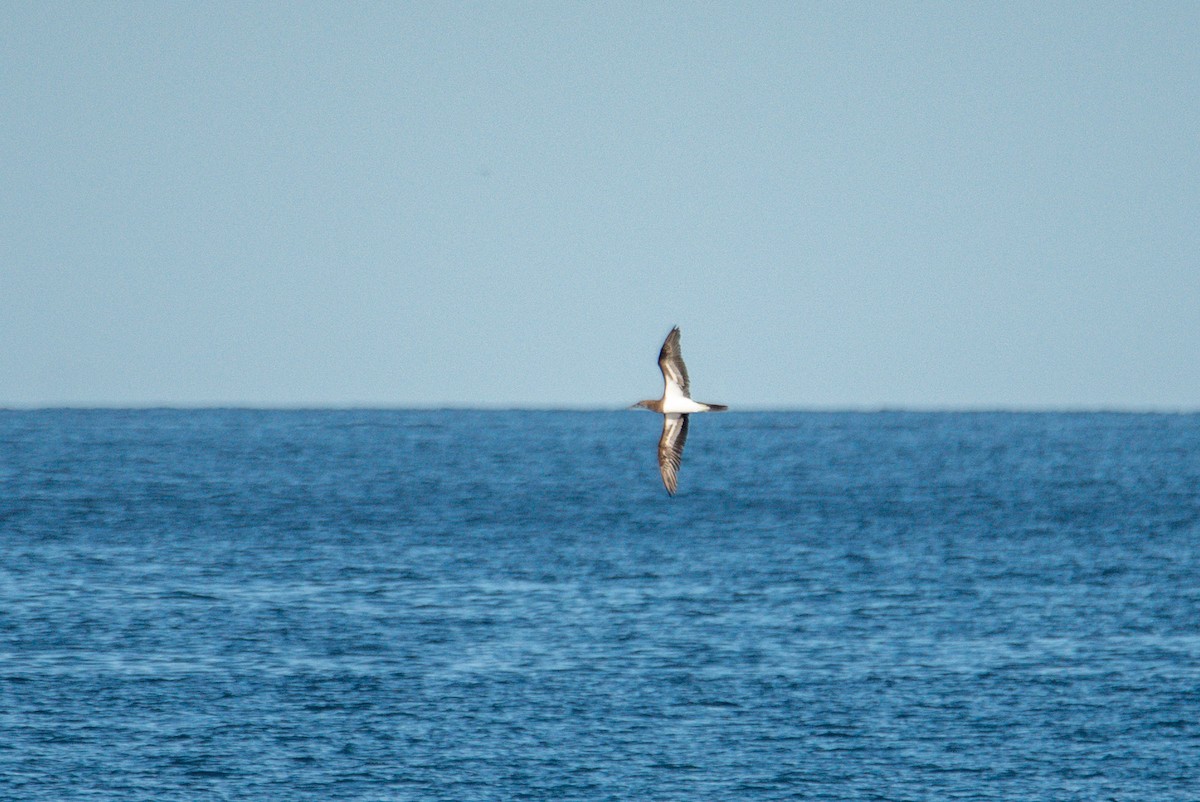 Cocos Booby - ML646619659