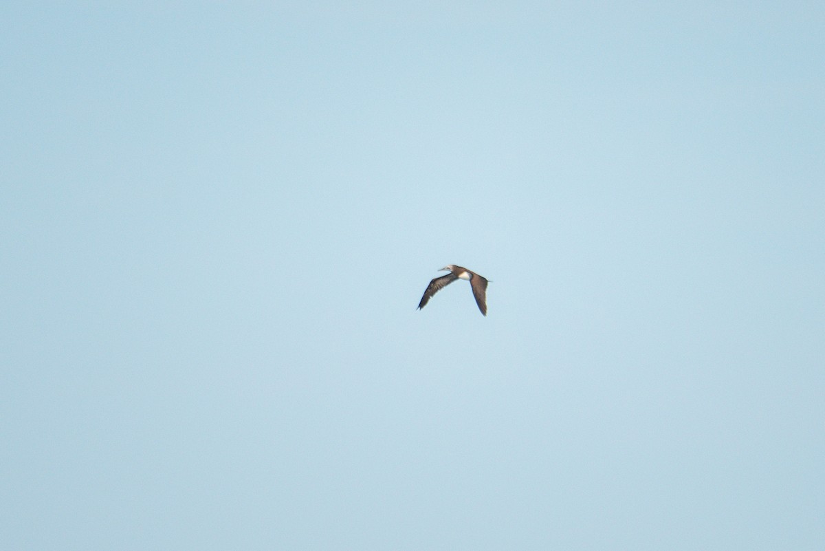 Cocos Booby - ML646619660