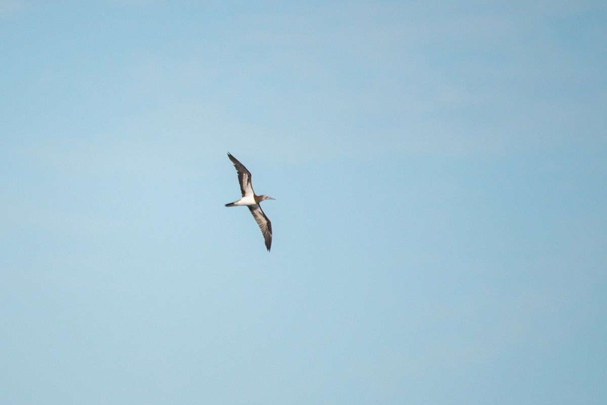 Cocos Booby - ML646619661