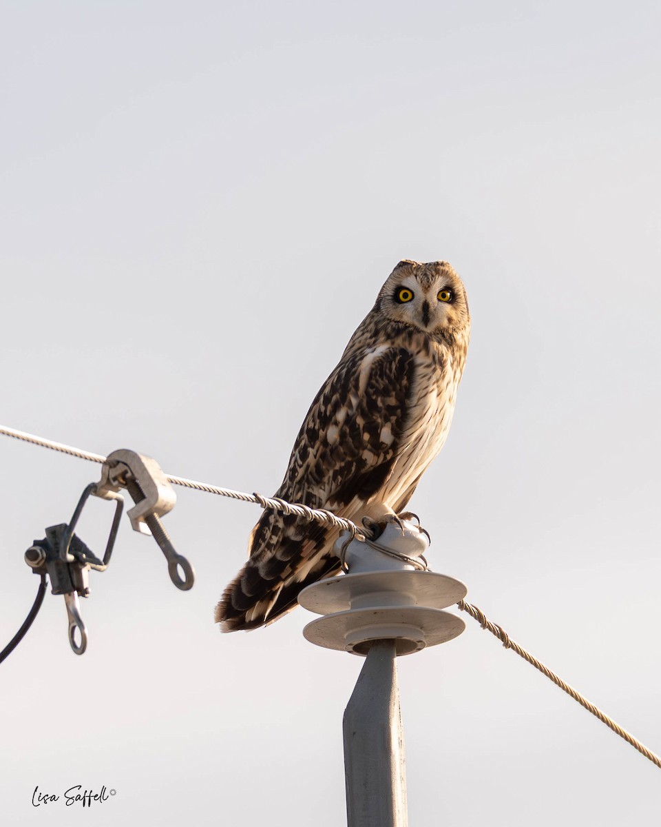 Zingira-hontza - ML646619662