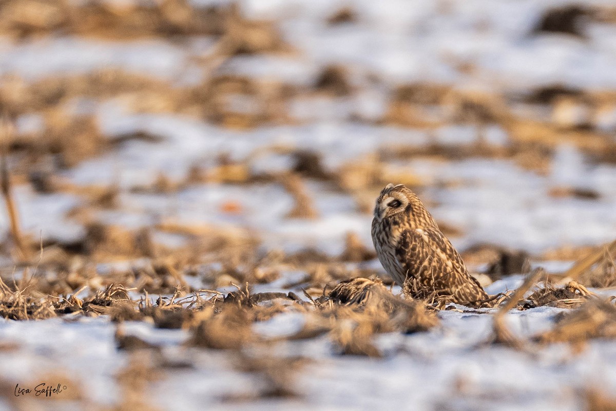 Zingira-hontza - ML646619663