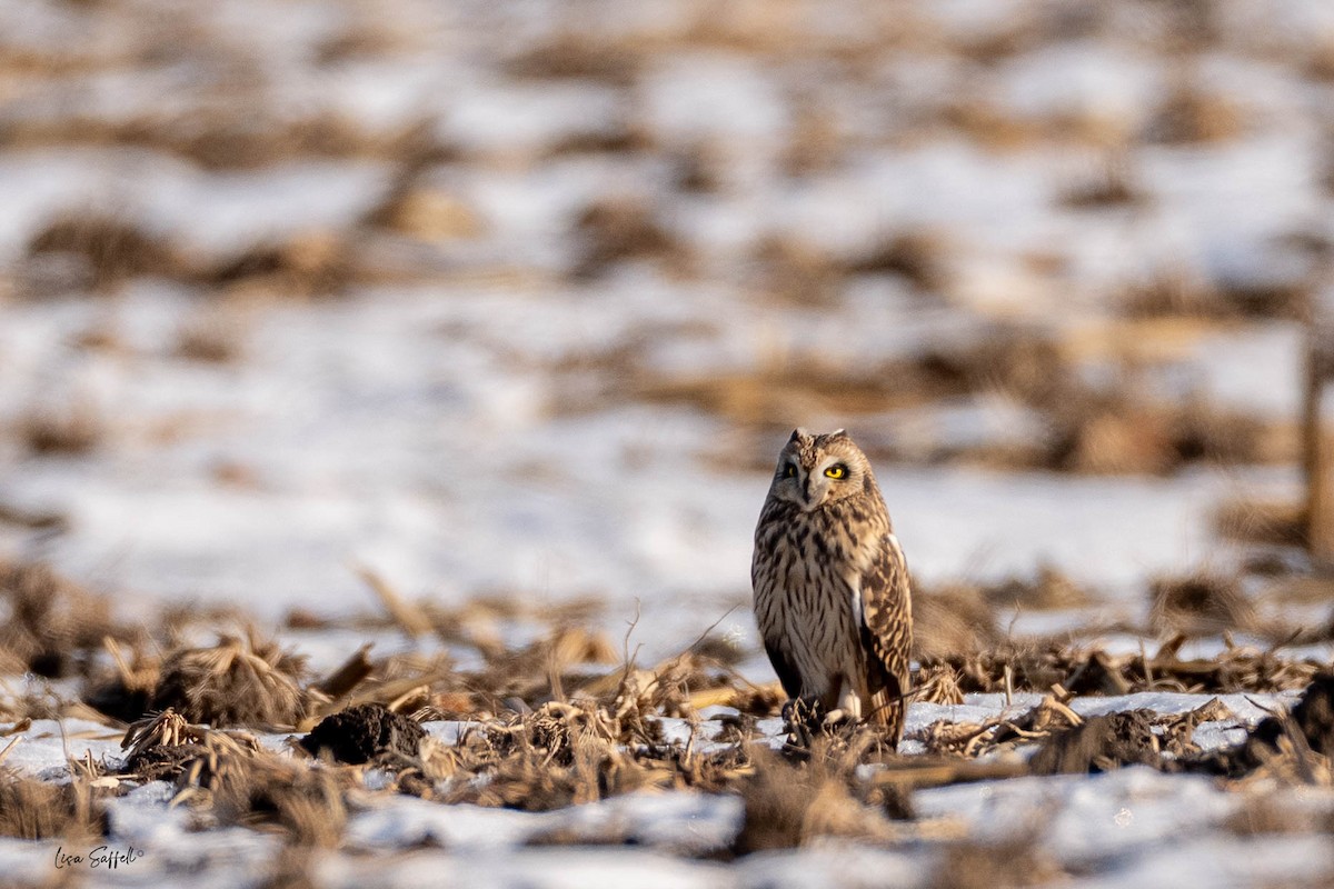 Zingira-hontza - ML646619664