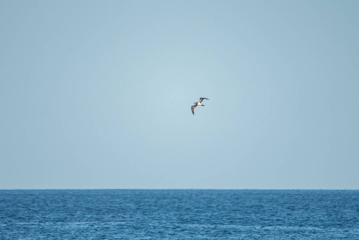 Cocos Booby - ML646619665