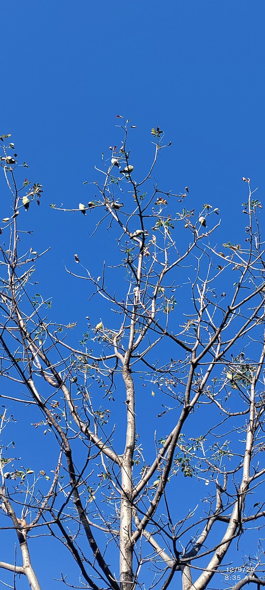 キアシアオバト - ML646619666