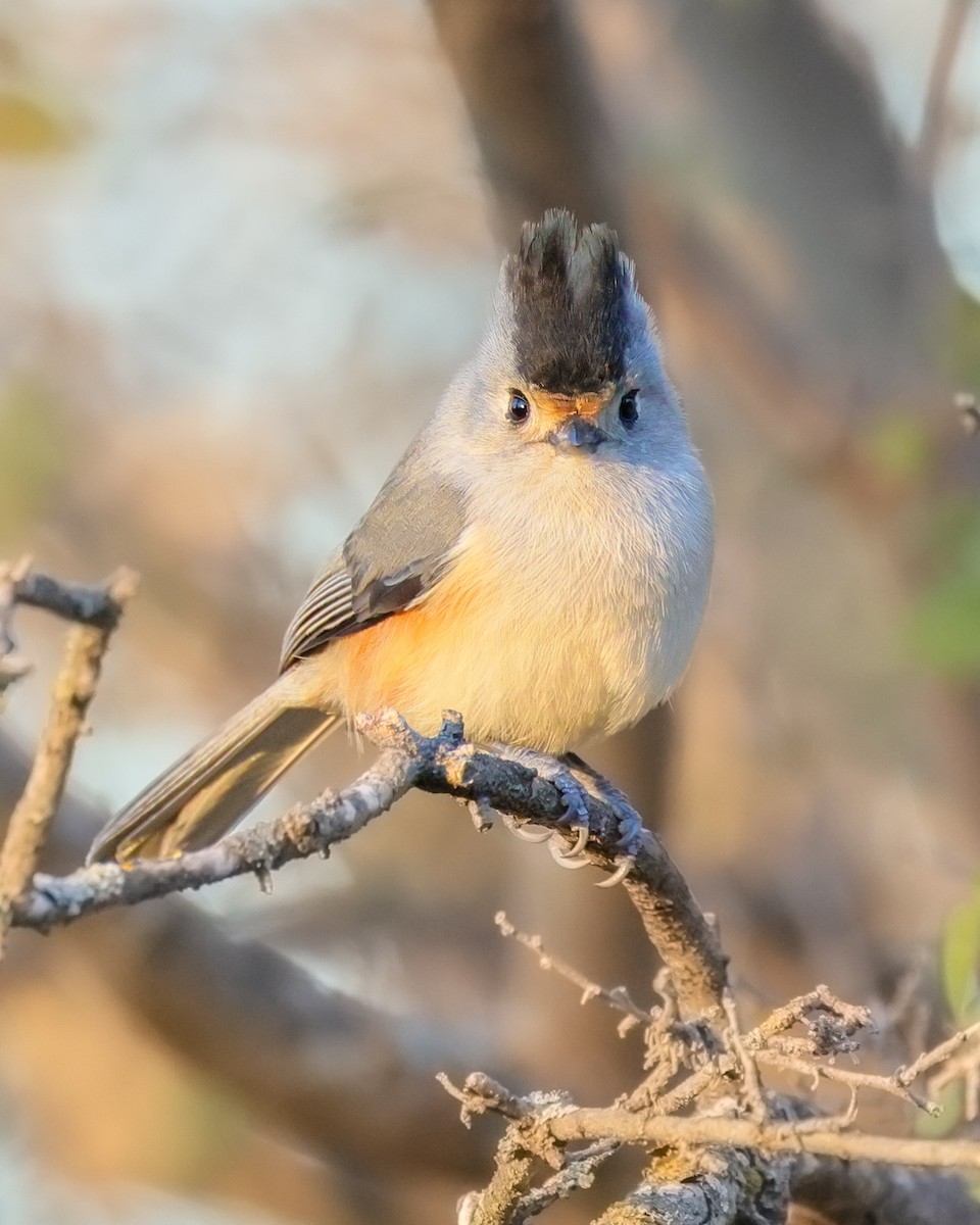 Black-crested Titmouse - ML646619667