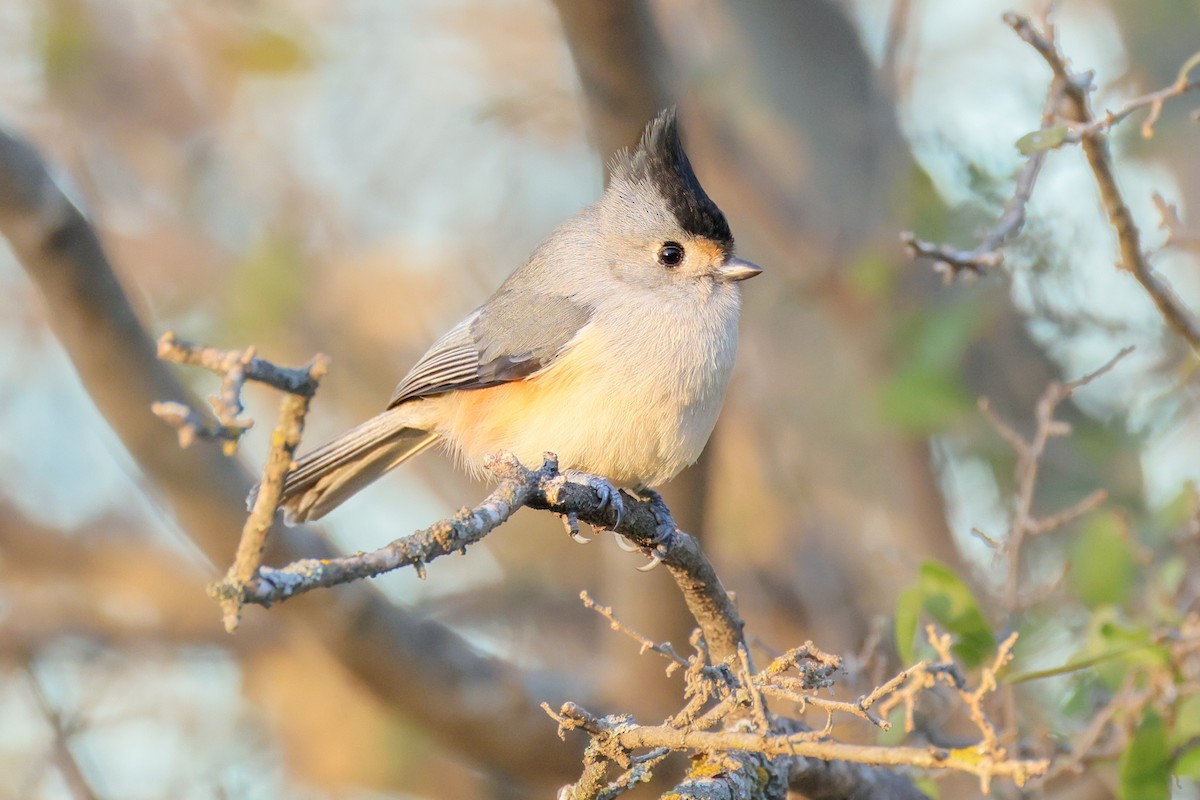 Black-crested Titmouse - ML646619668
