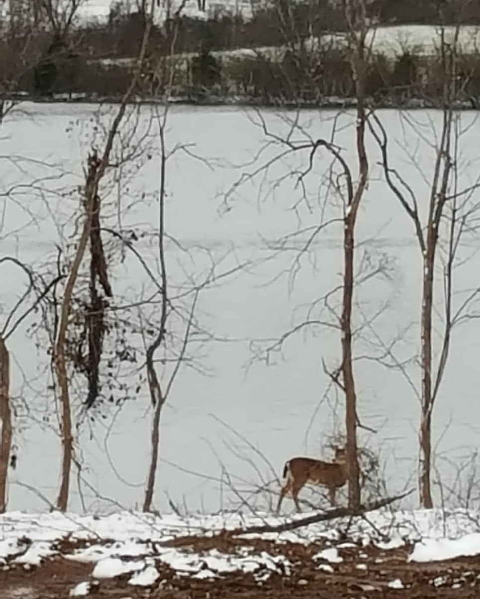 Animals - ML646619669