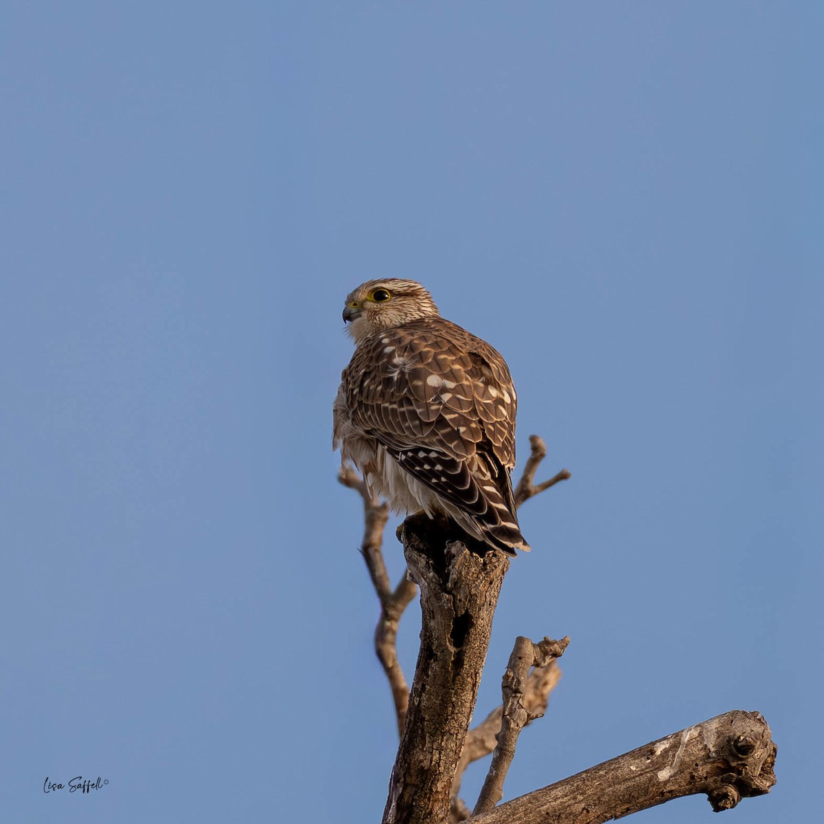 Merlin (Taiga) - ML646619670