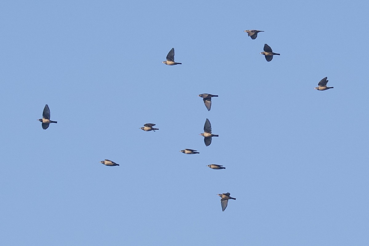 Rosy Starling - ML646619674