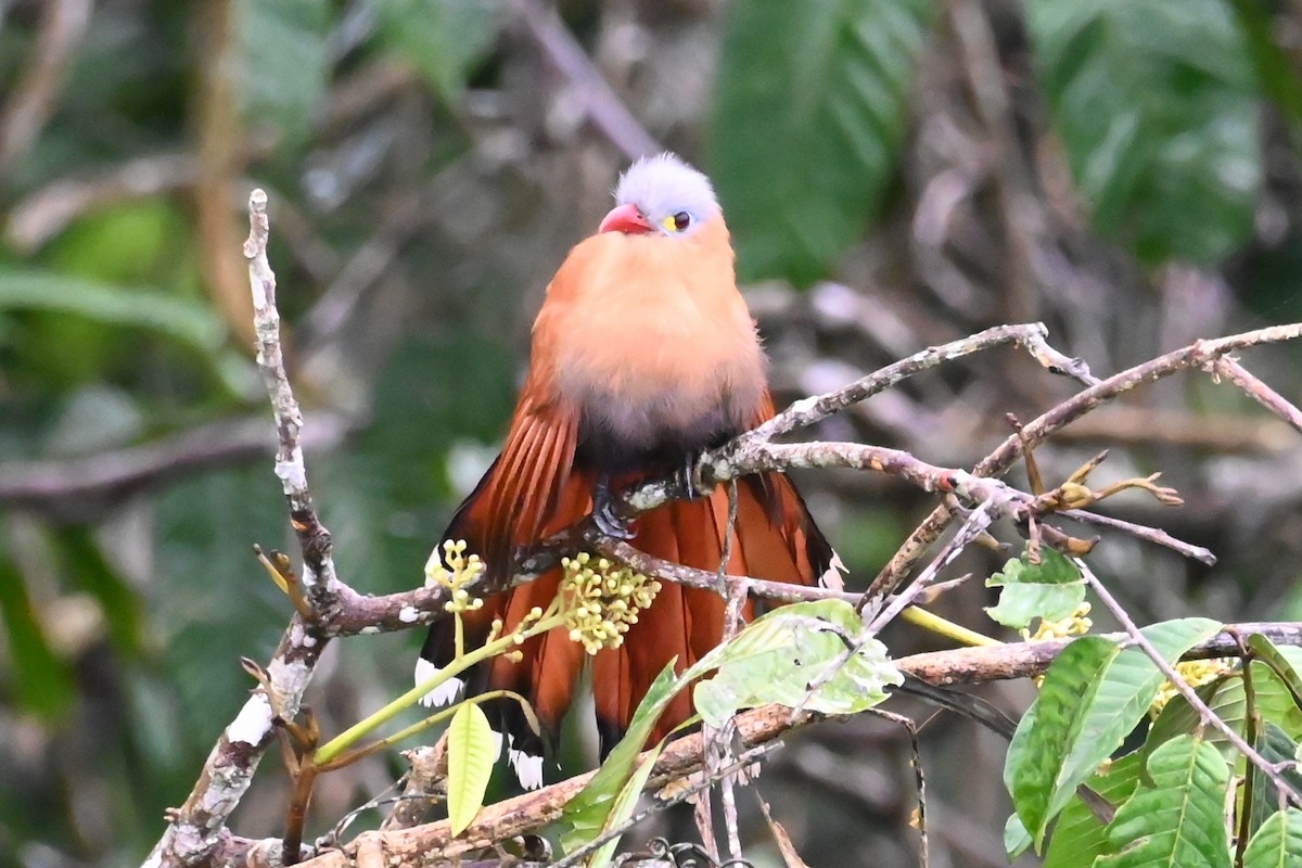 Black-bellied Cuckoo - ML646619675