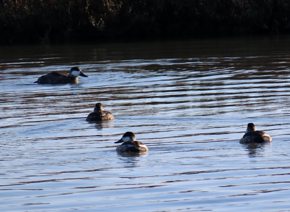 Érismature rousse - ML646619677