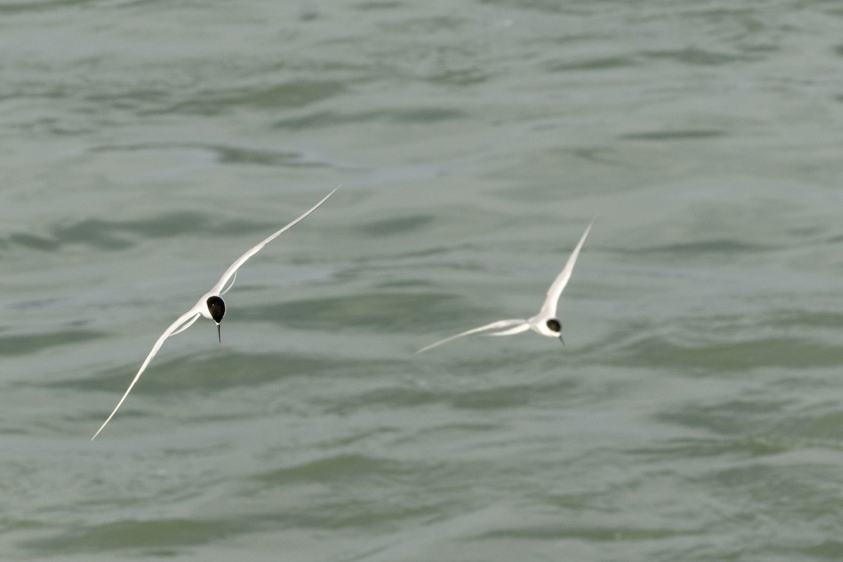 White-fronted Tern - ML646619678