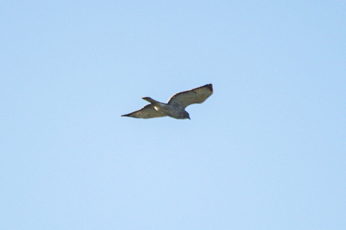 hawk sp. - ML646619684