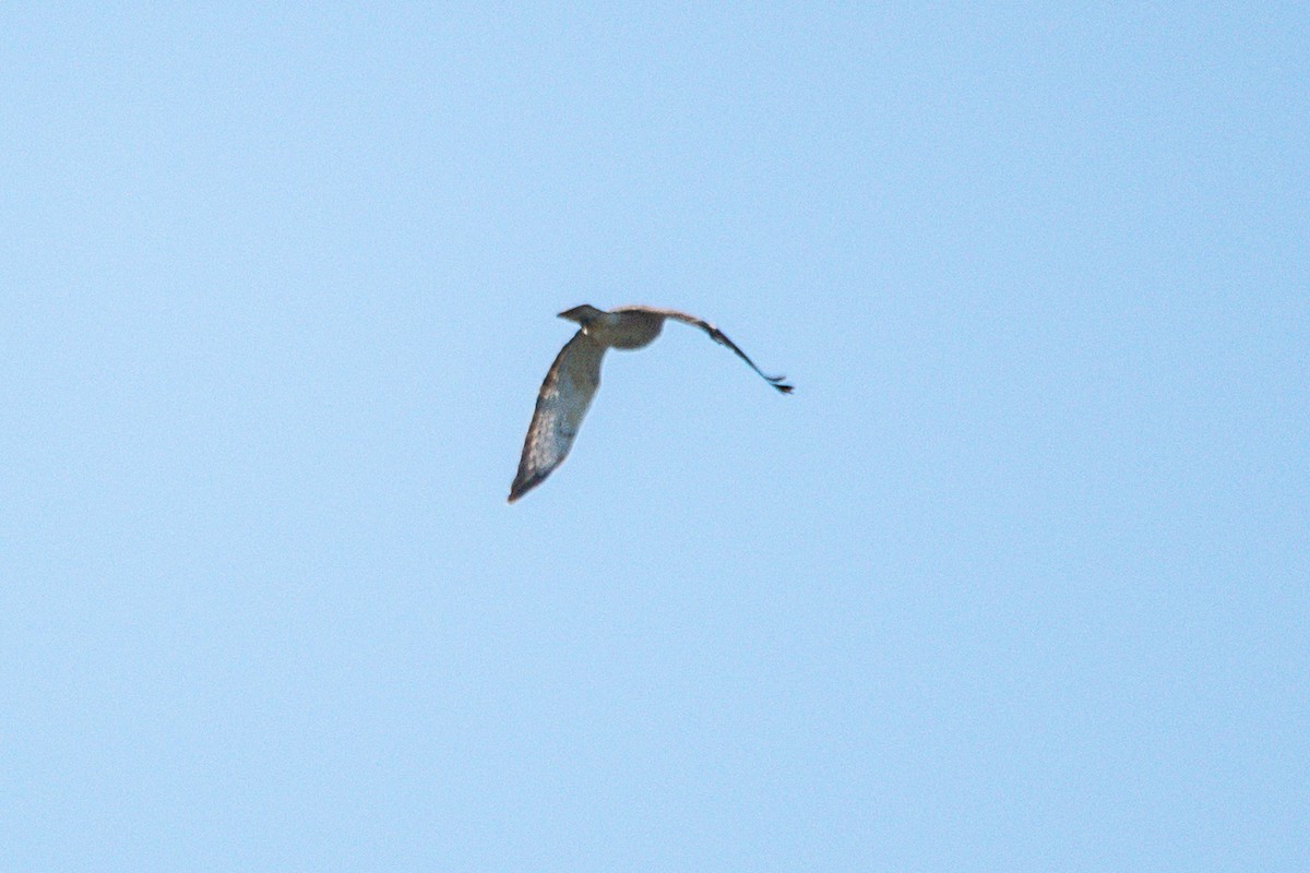 hawk sp. - ML646619685