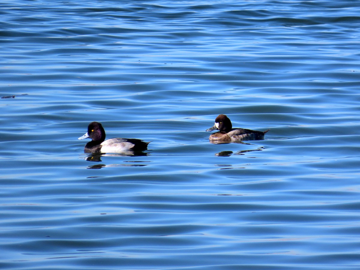 小斑背潛鴨 - ML646619686