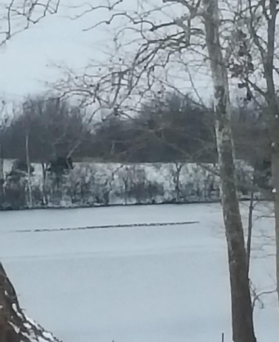 Кольчатая чернеть - ML646619687