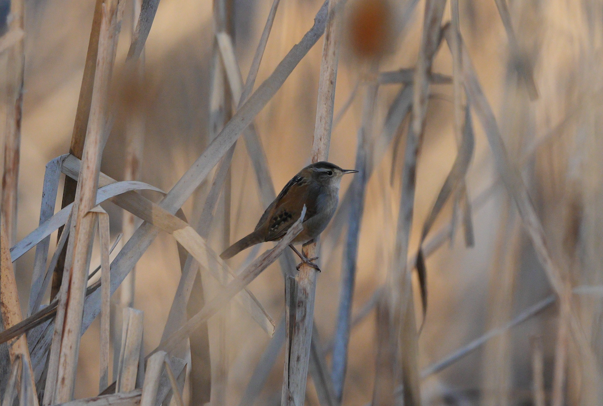 Marsh Wren - ML646619688
