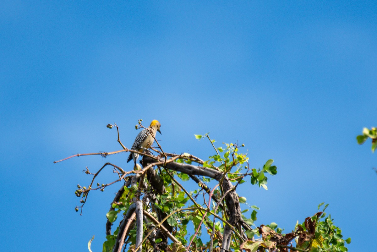 Hoffmann's Woodpecker - ML646619689