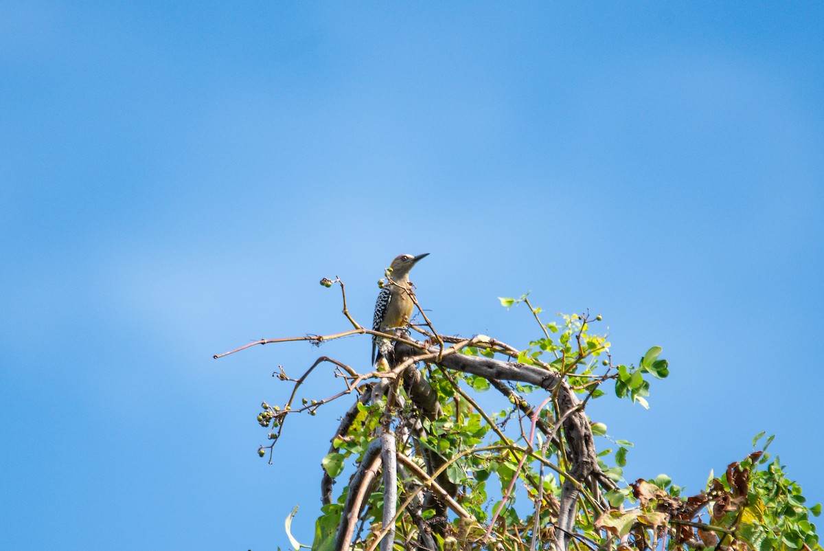Hoffmann's Woodpecker - ML646619690